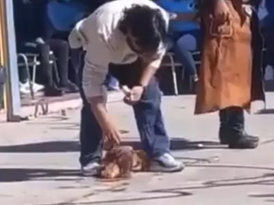 gallina-jpg.