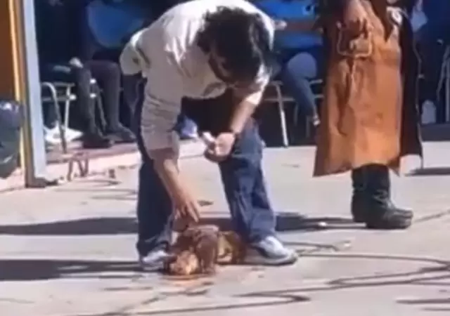 gallina-jpg.