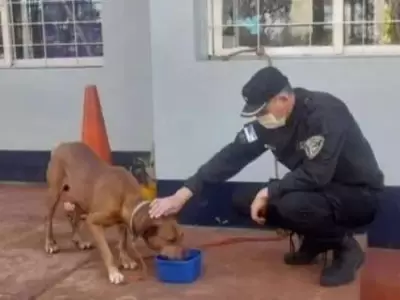 maltrato-animal-jpg.