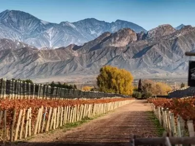 uno-de-los-vinedos-de-a8gq9c-x-1-jpg.