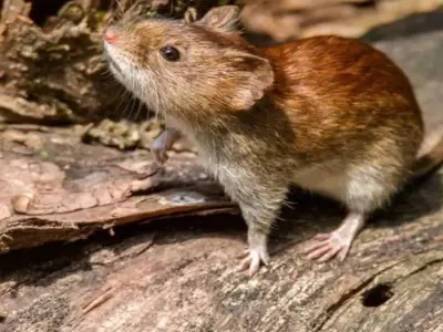 ratas-fiebre-hemorragica-argentina-enfermedad-png.
