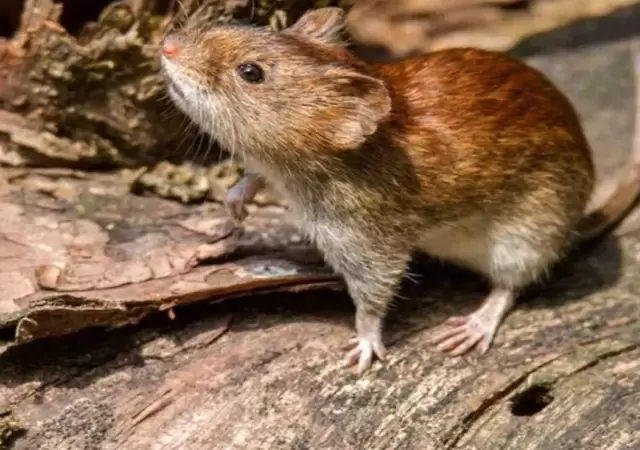 ratas-fiebre-hemorragica-argentina-enfermedad-png.