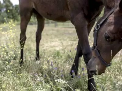 caballo-jpg.