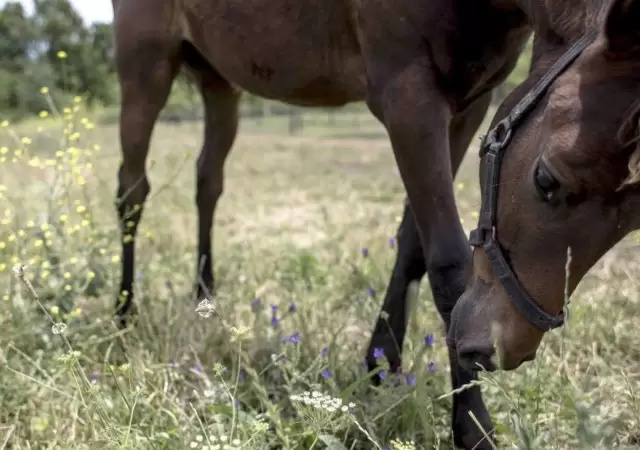 caballo-jpg.