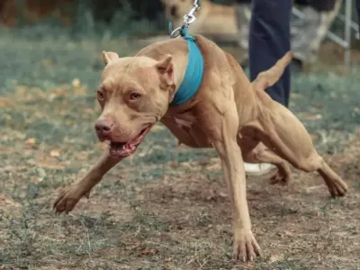 perros-pitbull-ataque-jujuy-madre-hija-ataque-png.