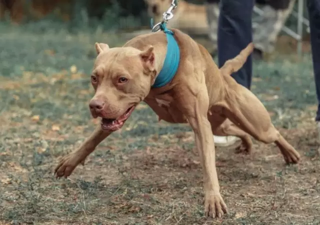 perros-pitbull-ataque-jujuy-madre-hija-ataque-png.