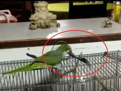 cata-pajaro-jaula-viral-cotorra-cubiertos-png.