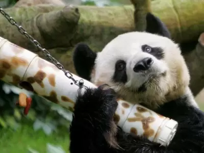 panda-an-an-jpg.