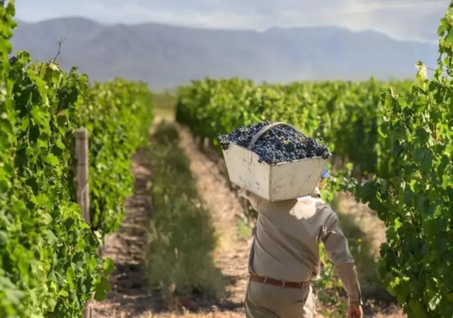 vendimia_cosecha_uvas