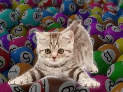 gatos-quiniela-n�meros-tabla-suerte-premio-jugada
