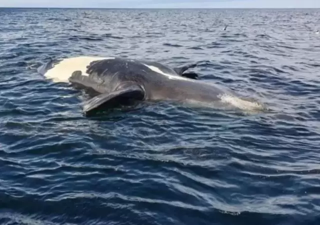 ballena-muerta-patagonia-jpg.