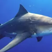 Encontraron cocana en los animales menos esperados: los tiburones