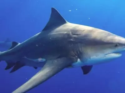 tiburon-toro-ataque-mujer-bahamas-png.