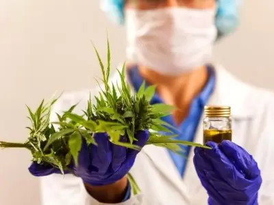 cannabis