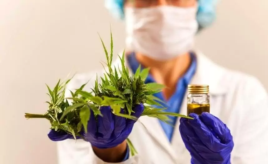cannabis