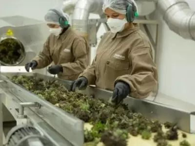 planta-de-cannabis-jpg.