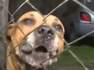 un-perro-le-arranco-el-brazo-a-un-ladron-para-defender-a-sus-duenos-jpg.