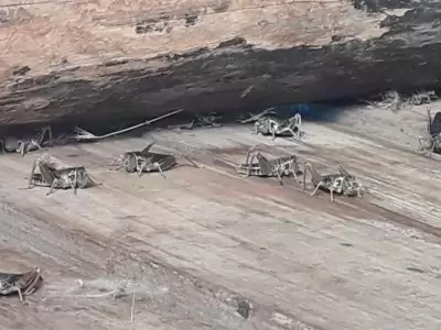 una-invasion-de-langostas-genero-preocupacion-jpg.