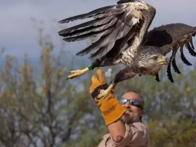 aguila-jpeg.