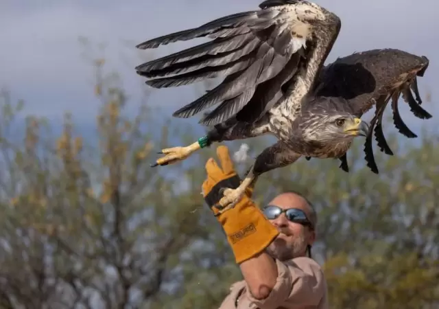 aguila-jpeg.
