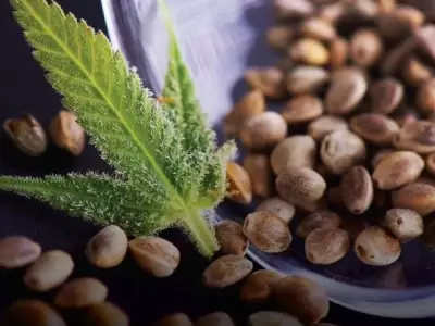 semillas-de-cannabis-argentina-ley-jpg.