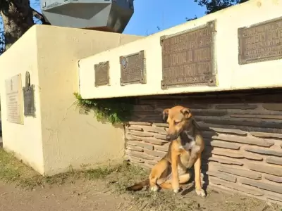 mataron-a-221-perros-en-cordoba-y-hay-detalles-de-la-investigacion-jpg.