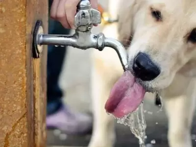 mascota-jpg.
