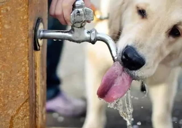 mascota-jpg.