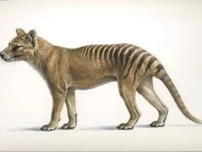 tigre-de-tasmania-jpg.