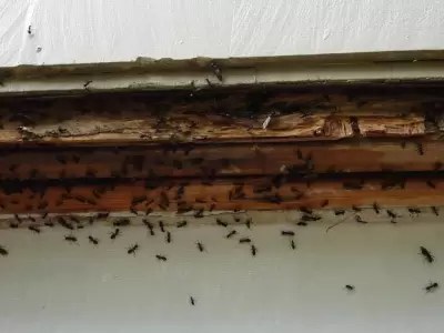hormigas-en-la-cocina-8-causas-y-soluciones-jpg.