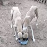 Rescataron a seis galgos que usaban para alimentar a una pitbull