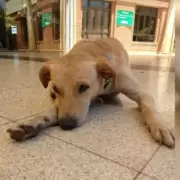 'Hachiko' de Misiones: falleci� en el hospital y su perro lo sigue esperando all�