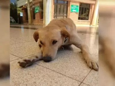perro-misiones-hospital-salud-png.