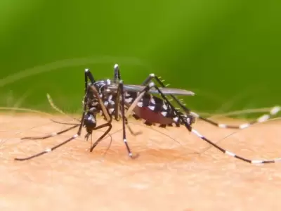 dengue-argentina-fotos-casos-verano-2020