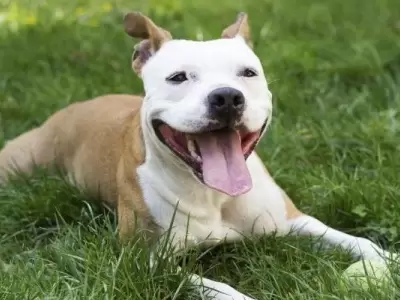 pitbull-jpg.