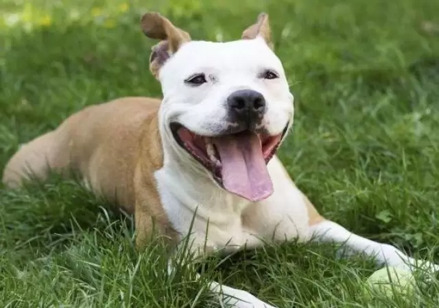 pitbull-jpg.