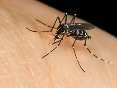 dengue-en-mendoza