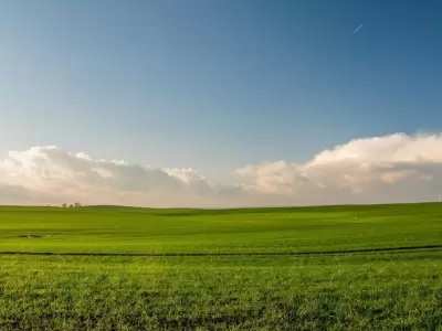 campo-jpg.