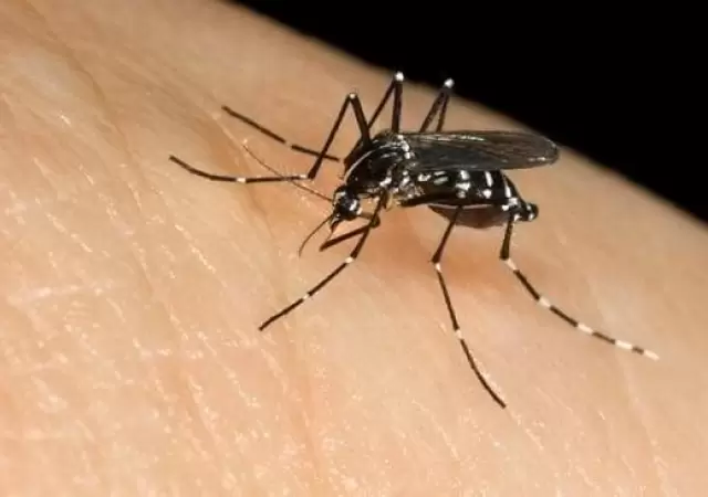 dengue-en-mendoza