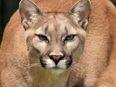 puma-jpg.