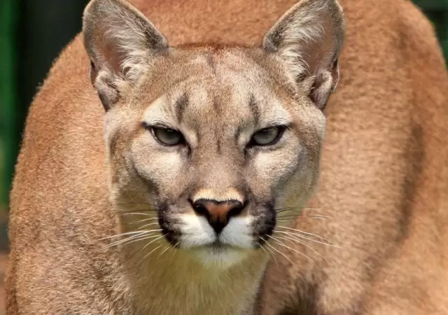 puma-jpg.