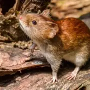Bariloche: una maestra muri� por hantavirus y aislaron a sus contactos