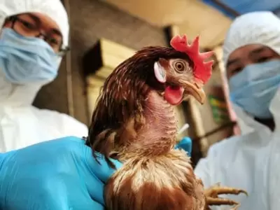 gripe-aviar-jpg.