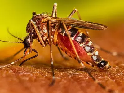 aedes-aegypti-2-jpg.