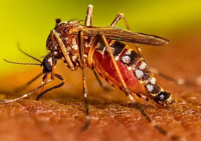 aedes-aegypti-2-jpg.
