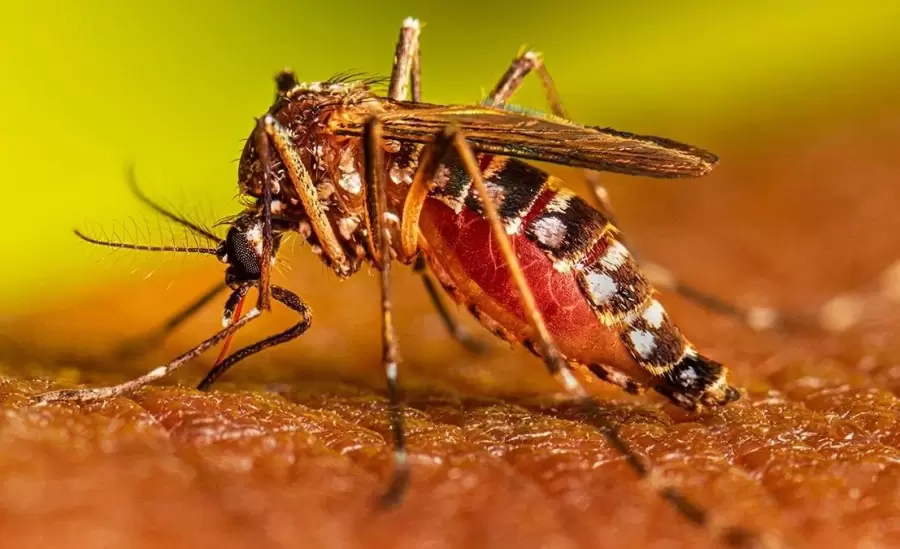 aedes-aegypti-2-jpg.