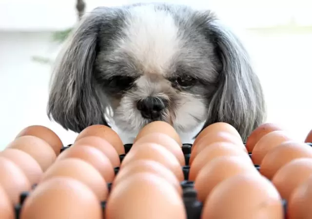 puede-el-perro-comer-huevos-todo-lo-que-necesitas-saber-jpg.