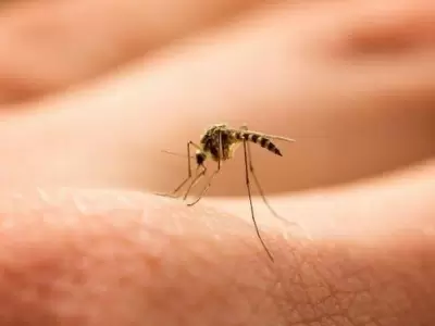 dengue-jpg.