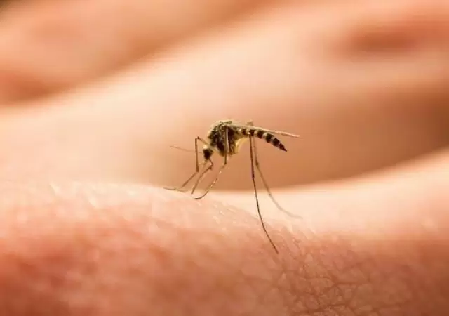 dengue-jpg.