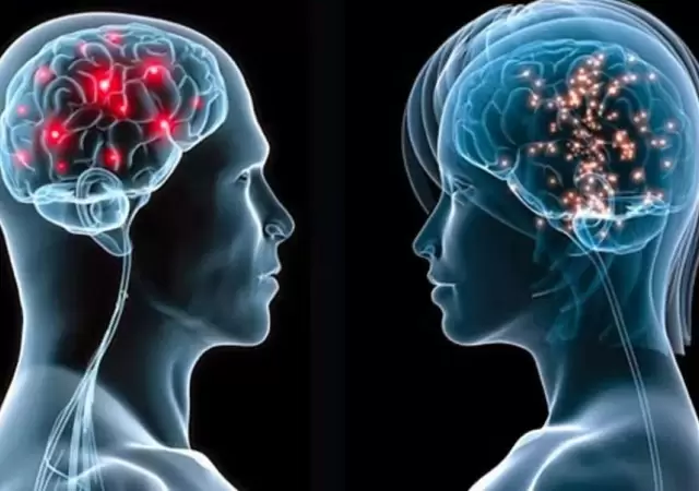 cerebro-masculino-y-femenino-jpg.